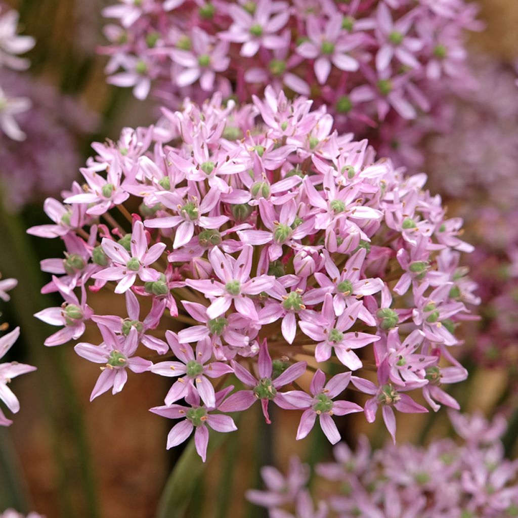 Allium nigrum Pink Jewel - Zwarte look