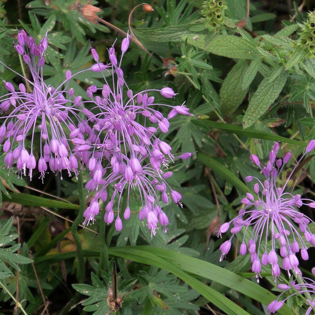 Allium pulchellum - Berglook