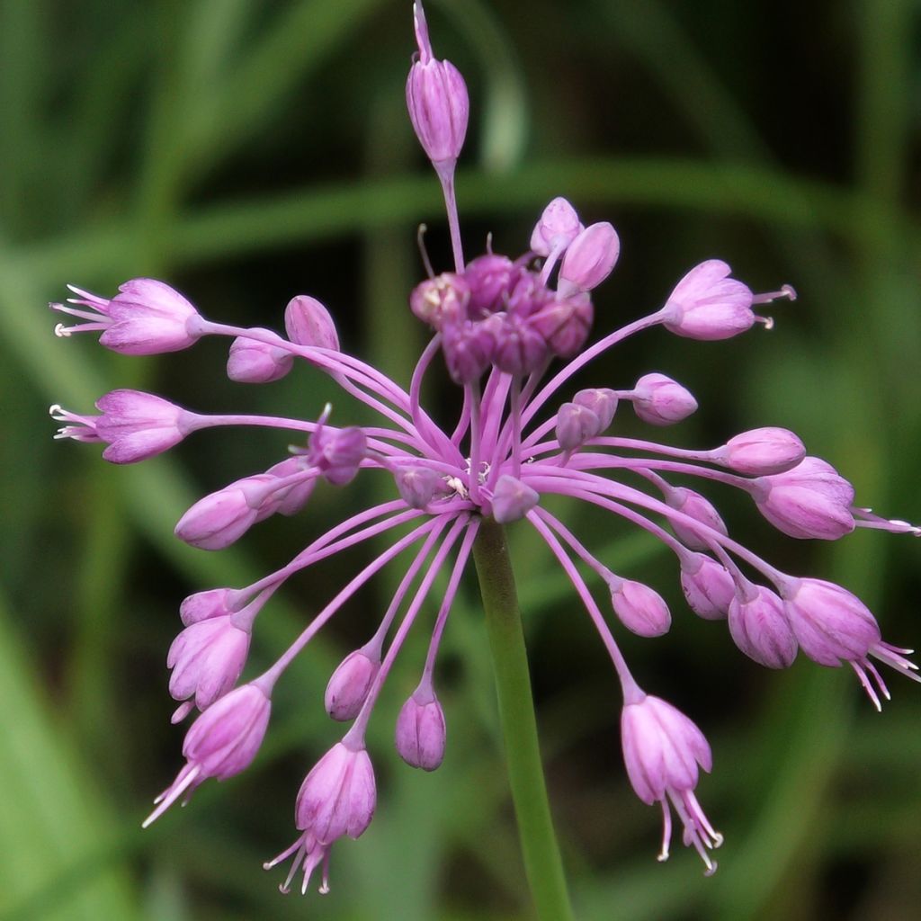 Allium pulchellum - Berglook