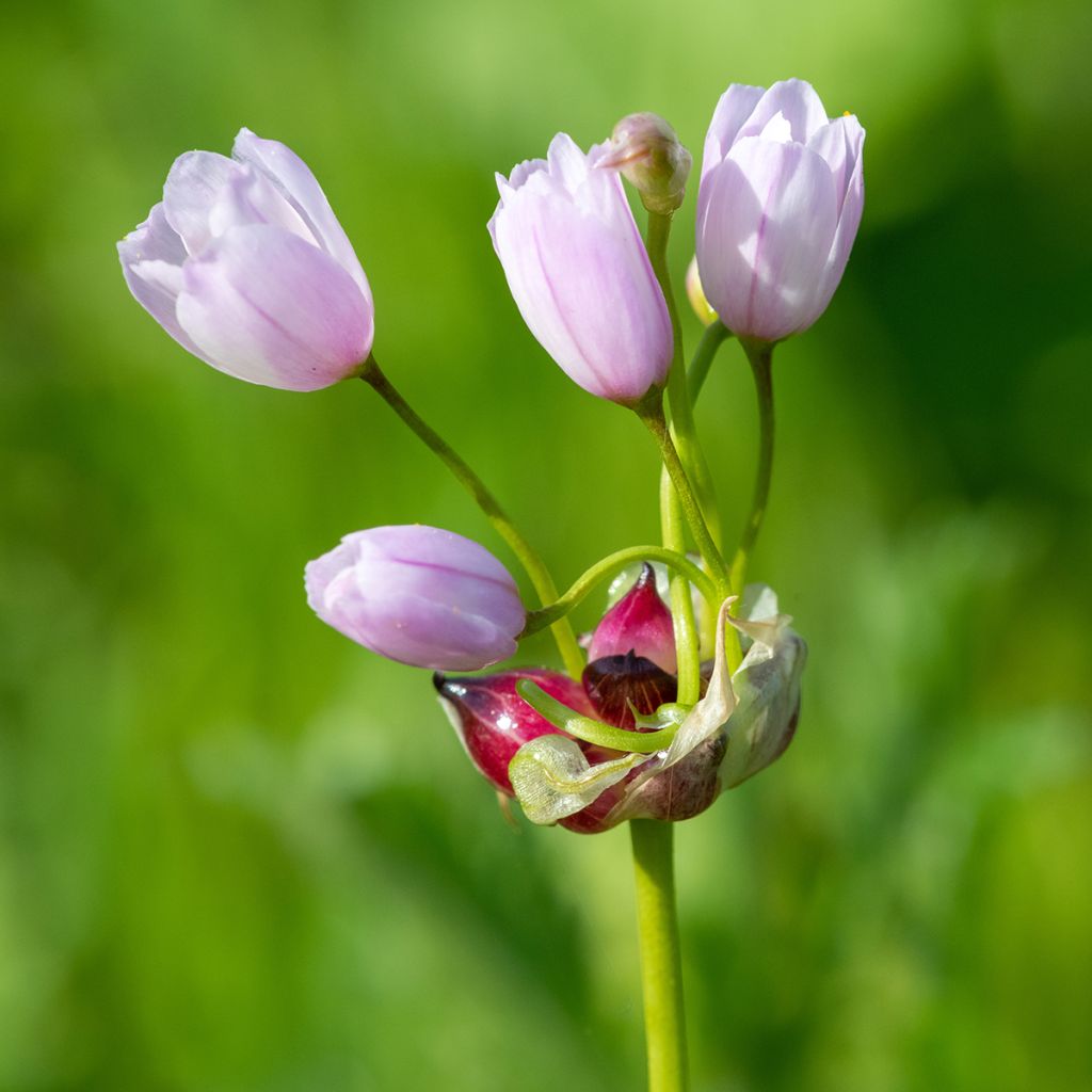 Allium roseum - Sierui