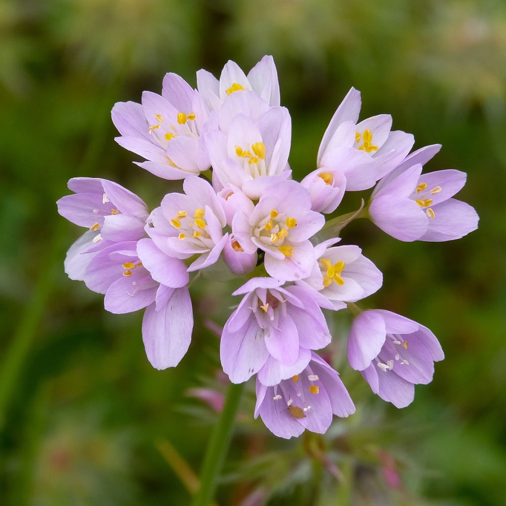 Allium roseum - Sierui