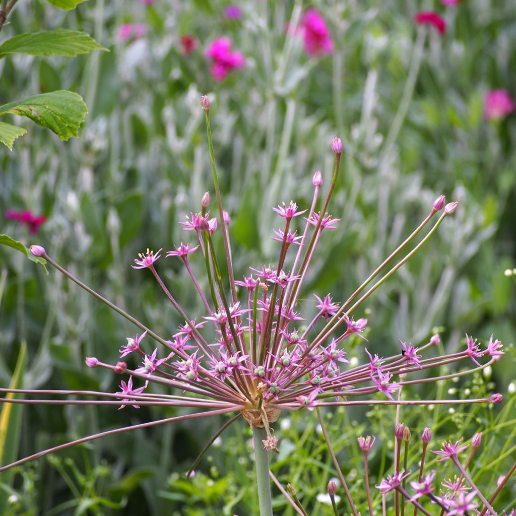 Allium schubertii - Sierui