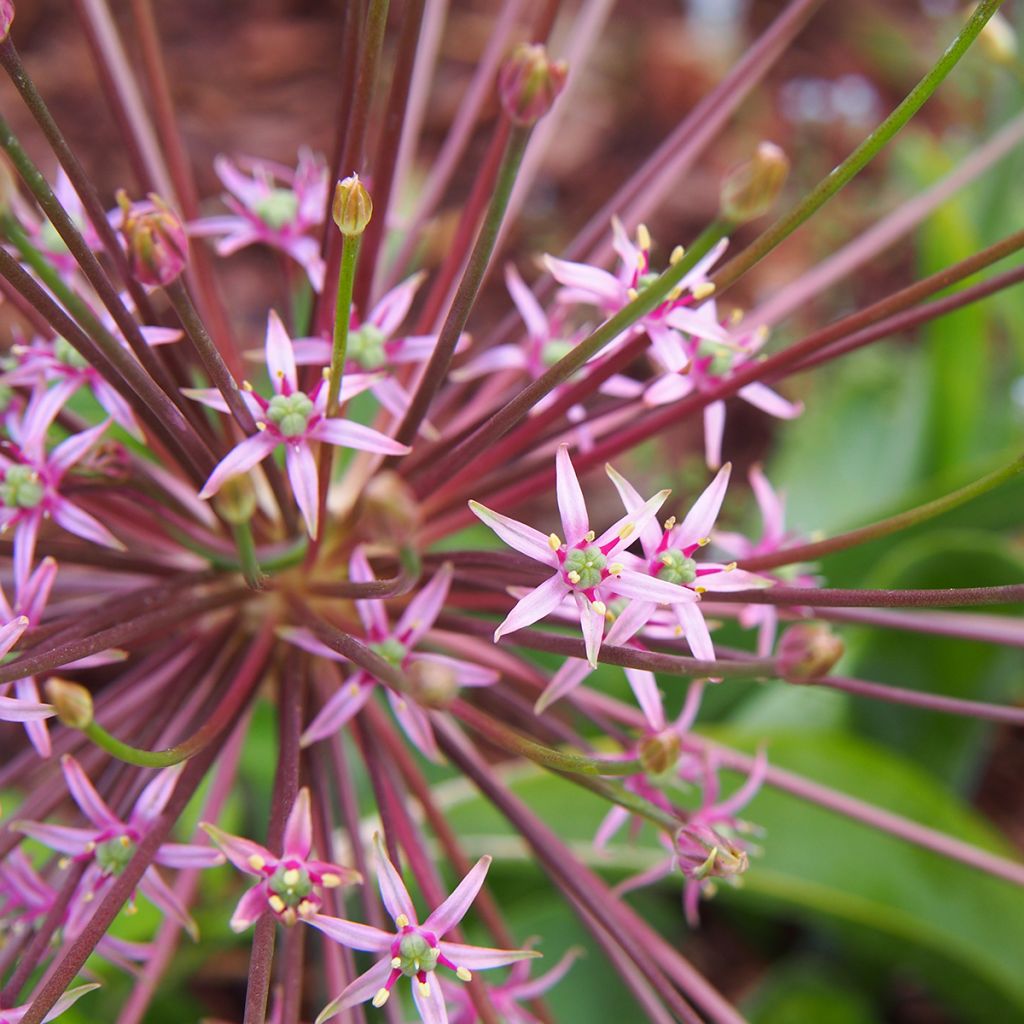 Allium schubertii - Sierui