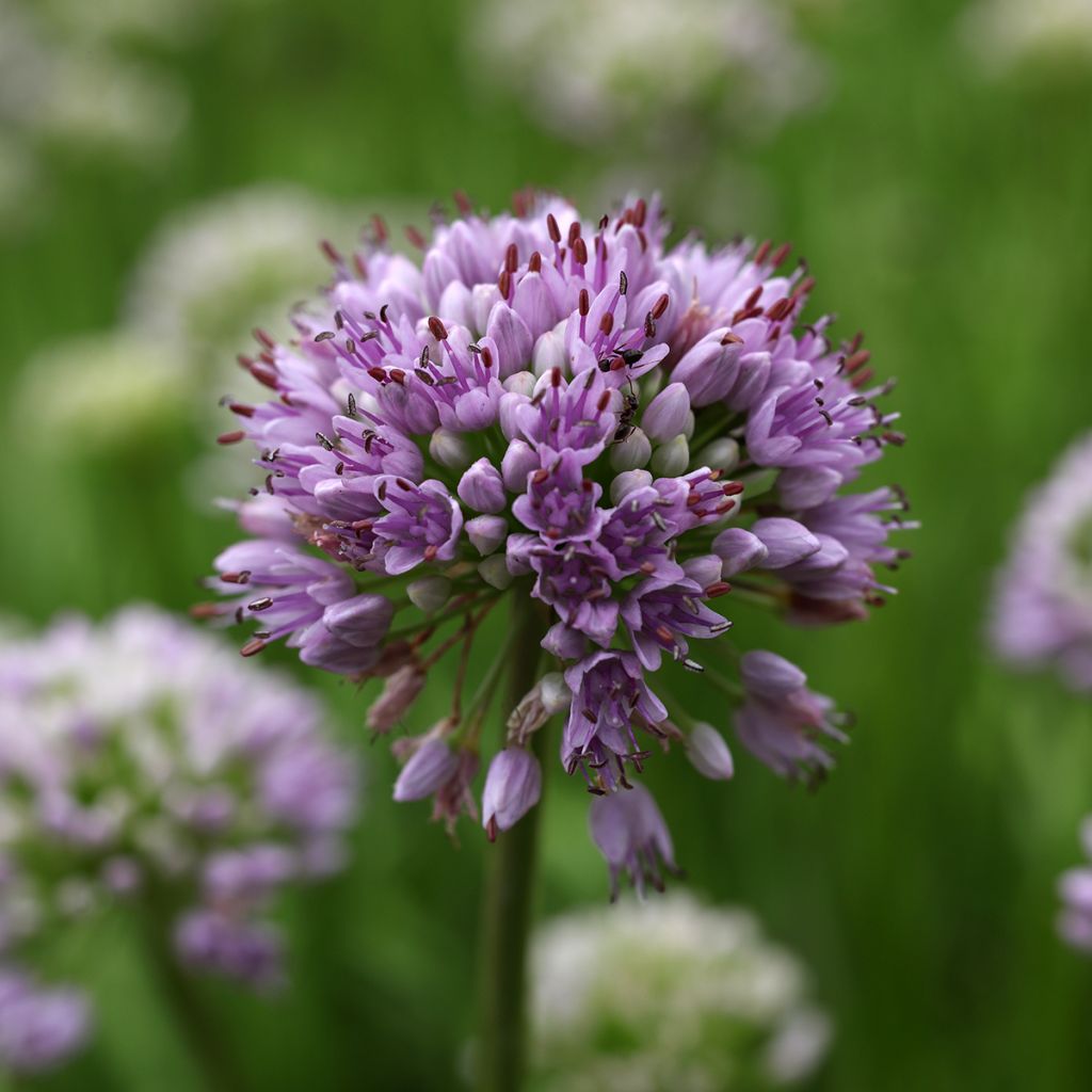 Allium senescens Summer Beauty - Sierui