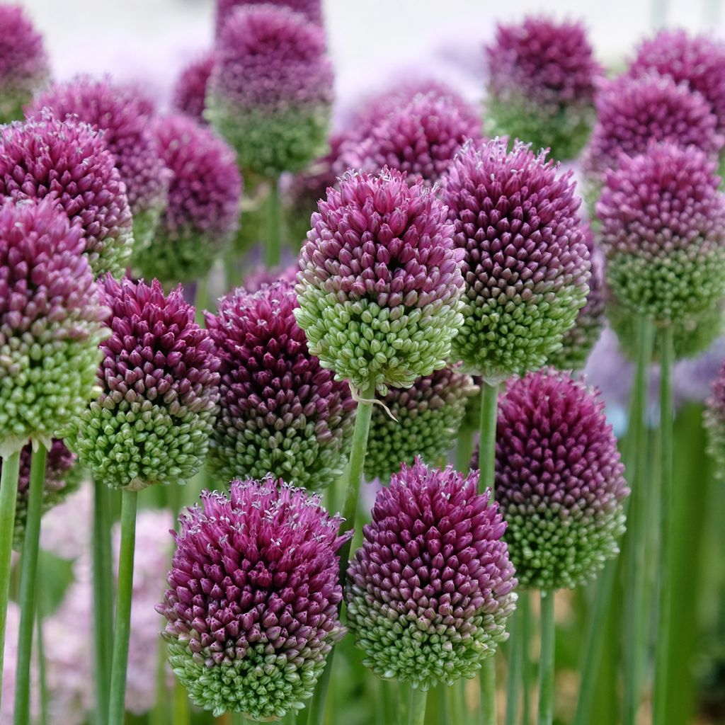 Allium sphaerocephalon - Trommelstokje
