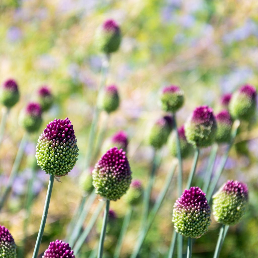 Allium sphaerocephalon - Trommelstokje