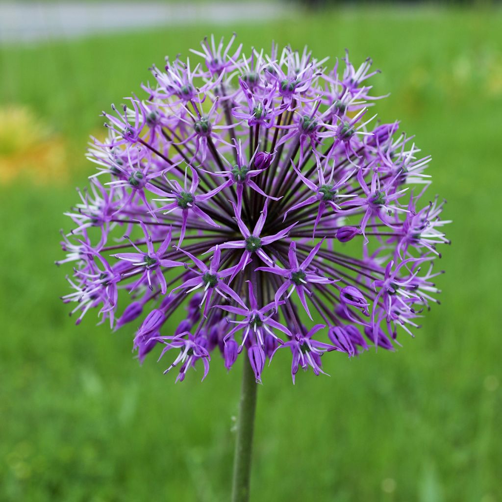 Allium stipitatum Violet Beauty - Sierui