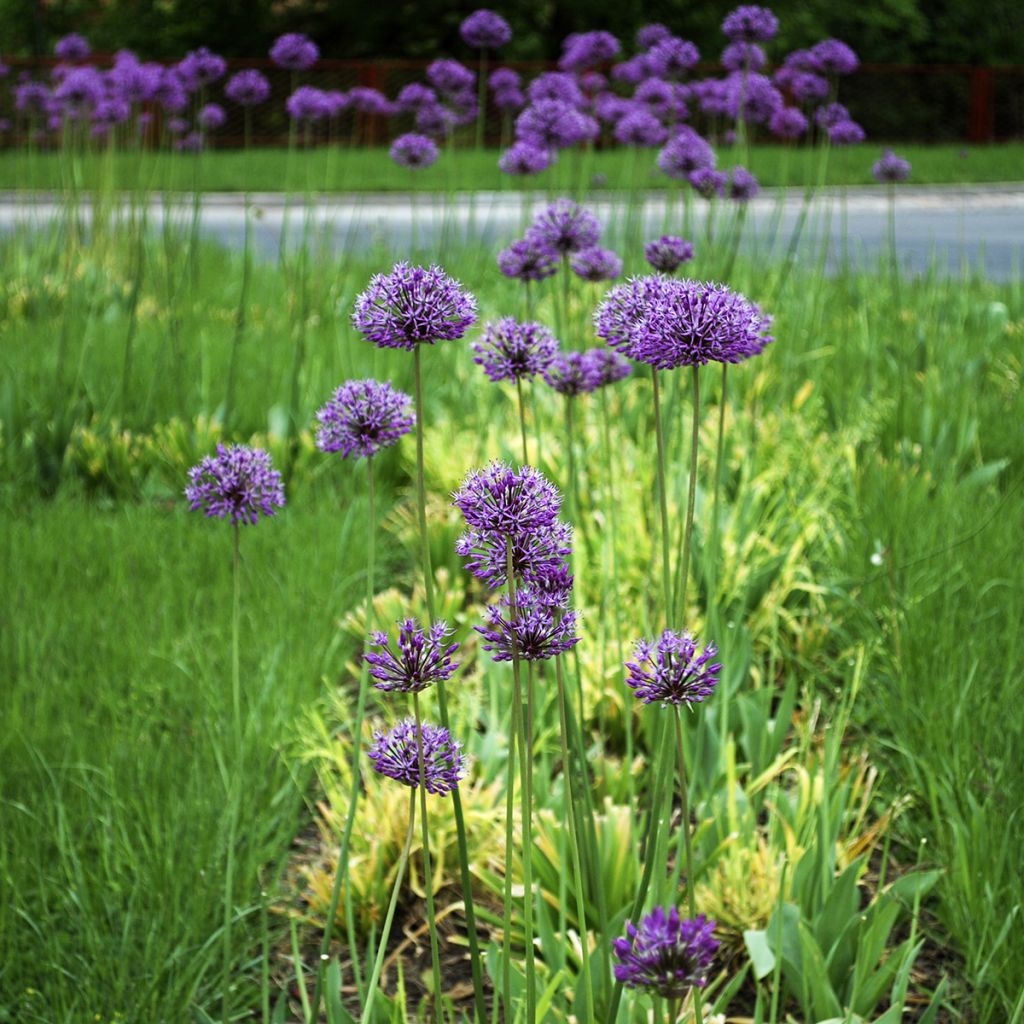 Allium stipitatum Violet Beauty - Sierui