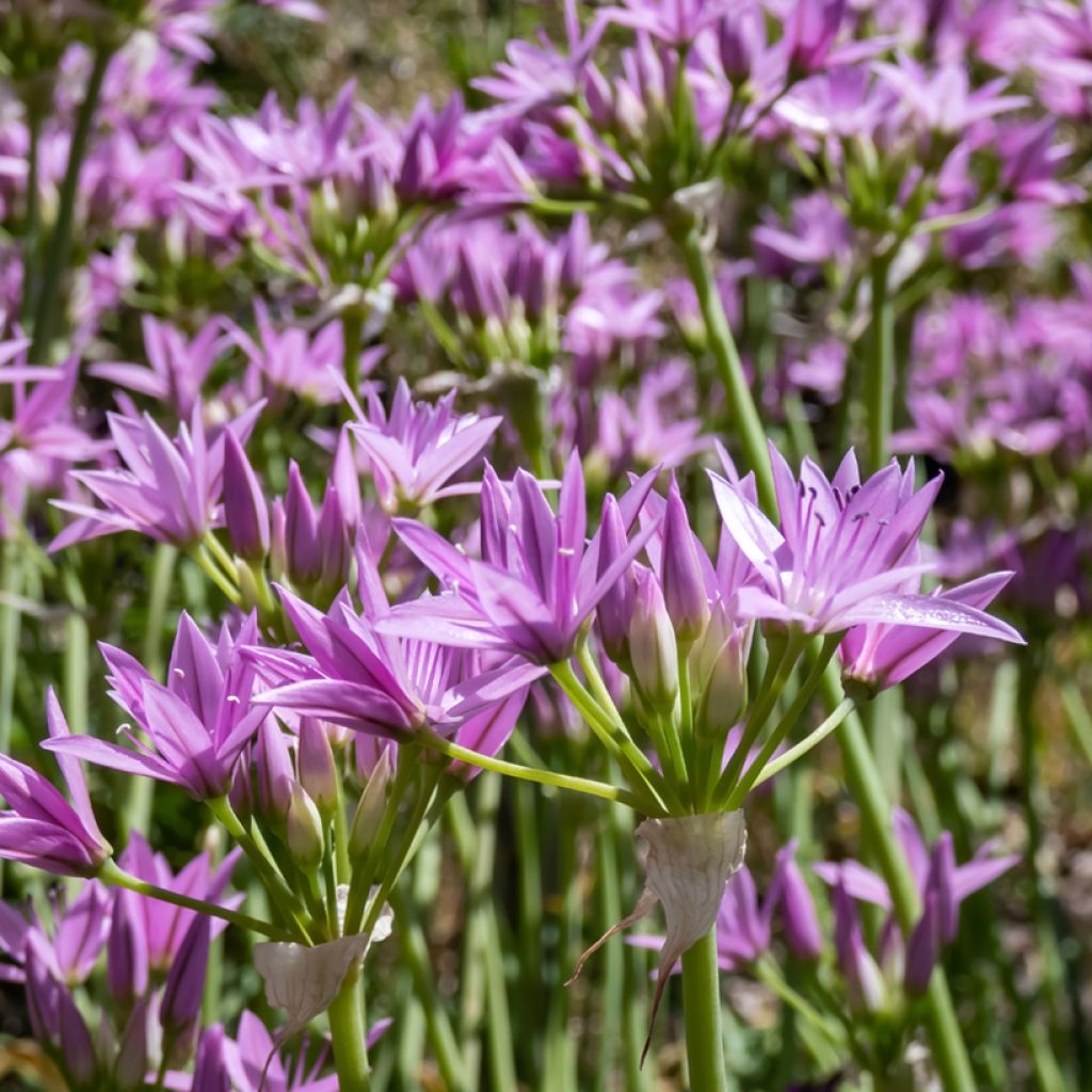 Allium unifolium Eros - Amerikaanse look