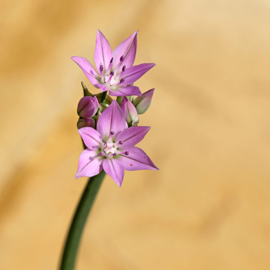 Allium unifolium Eros - Amerikaanse look