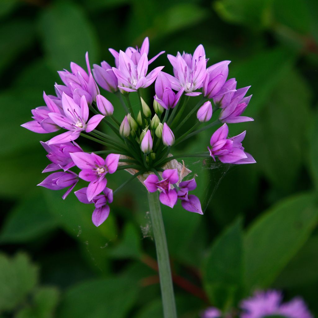 Allium unifolium Eros - Amerikaanse look