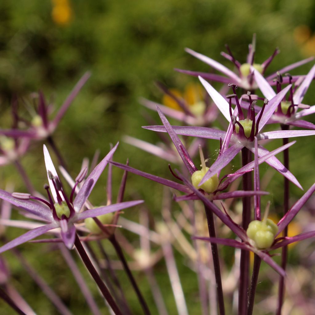 Allium christophii - Sterrenlook