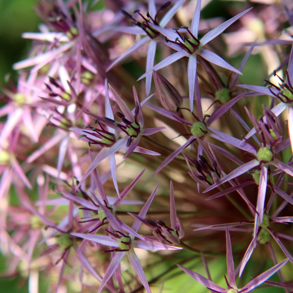 Allium christophii - Sterrenlook