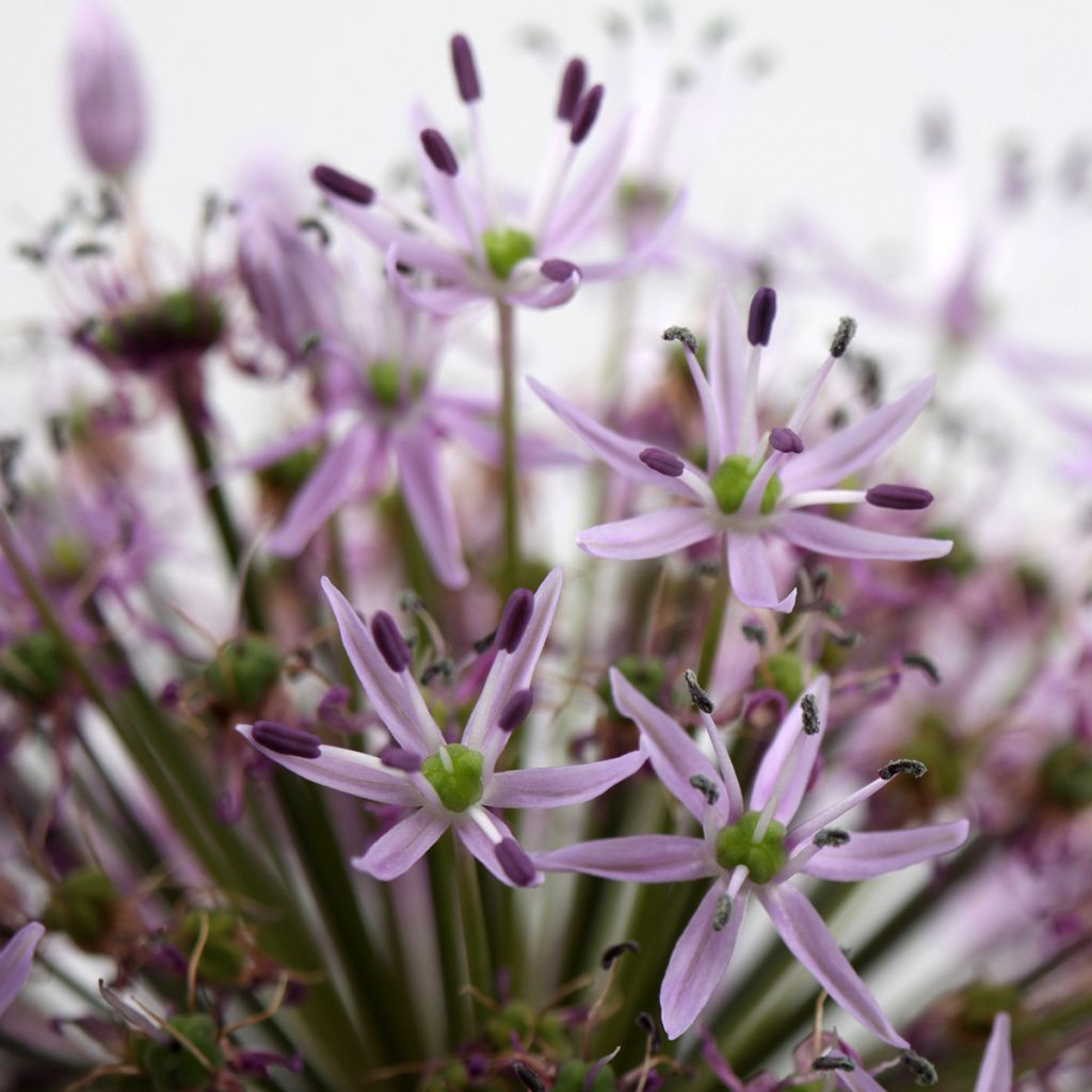 Allium christophii - Sterrenlook