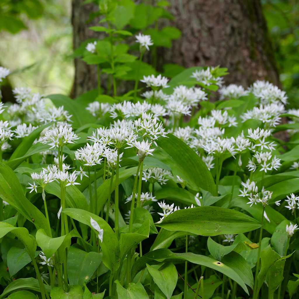 Daslook - Allium ursinum (zaad)