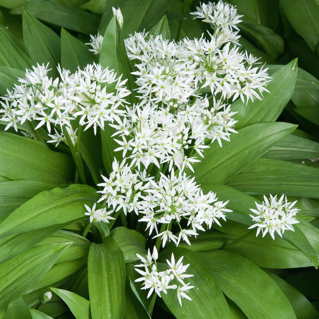 Daslook - Allium ursinum (zaad)