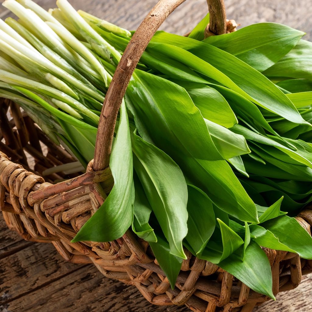 Daslook - Allium ursinum (zaad)