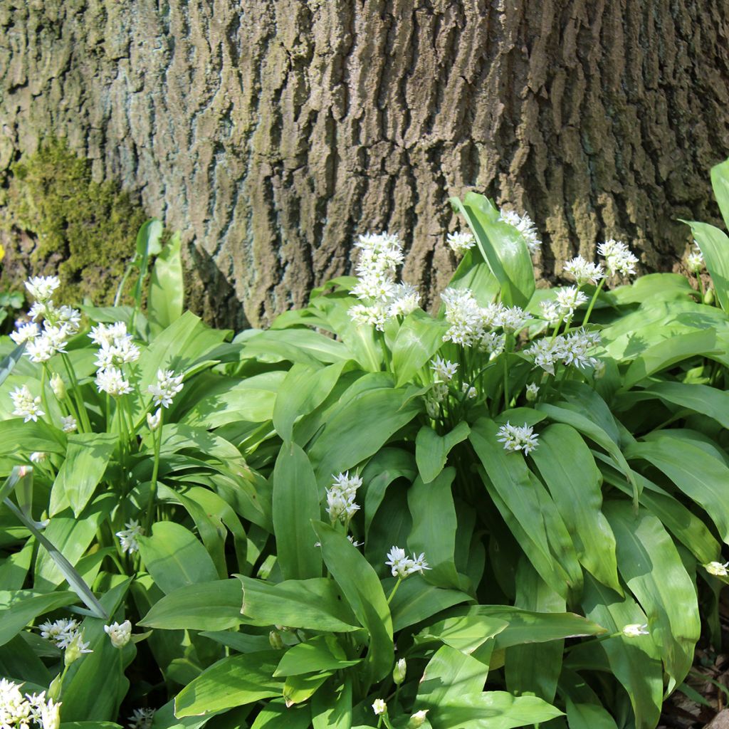 Daslook - Allium ursinum