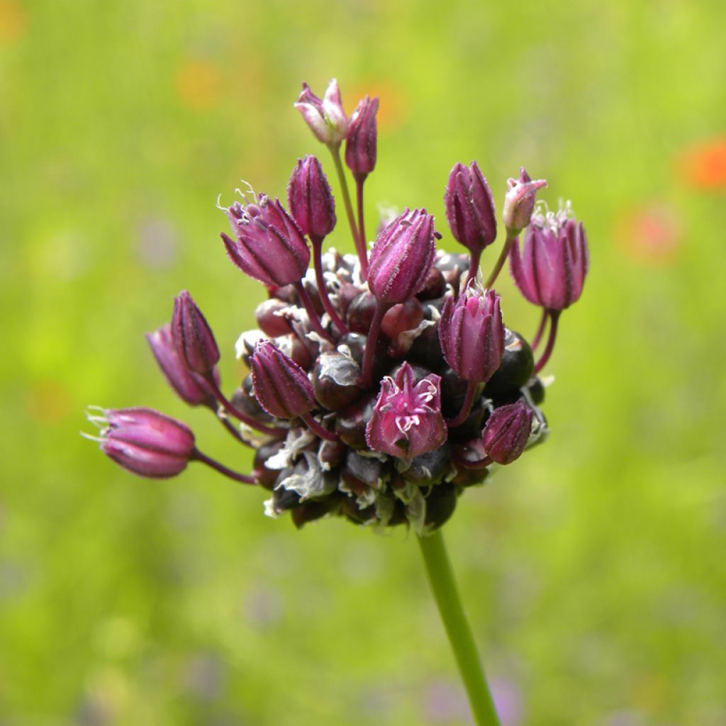 Slangenlook - Allium scorodoprasum