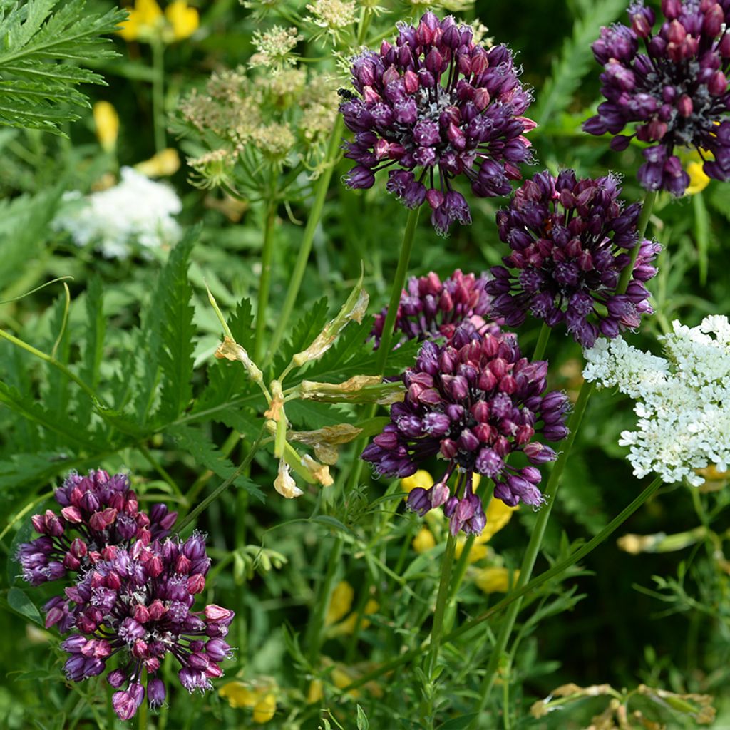 Slangenlook - Allium scorodoprasum