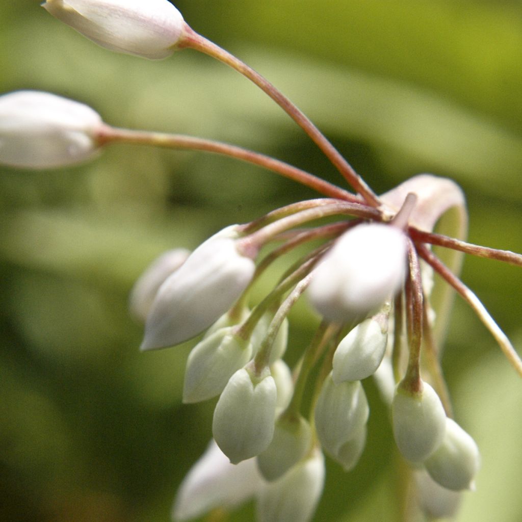 Allium cernuum White Dwarf - Amerikaanse look