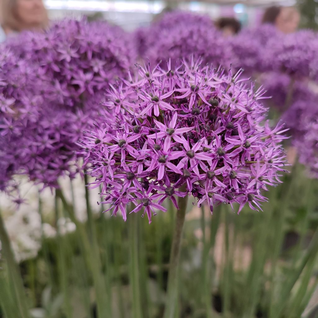 Allium Chicago - Sierui