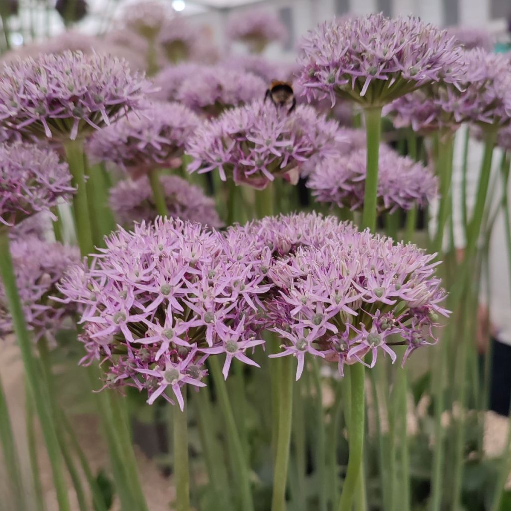 Allium New York - Sierui