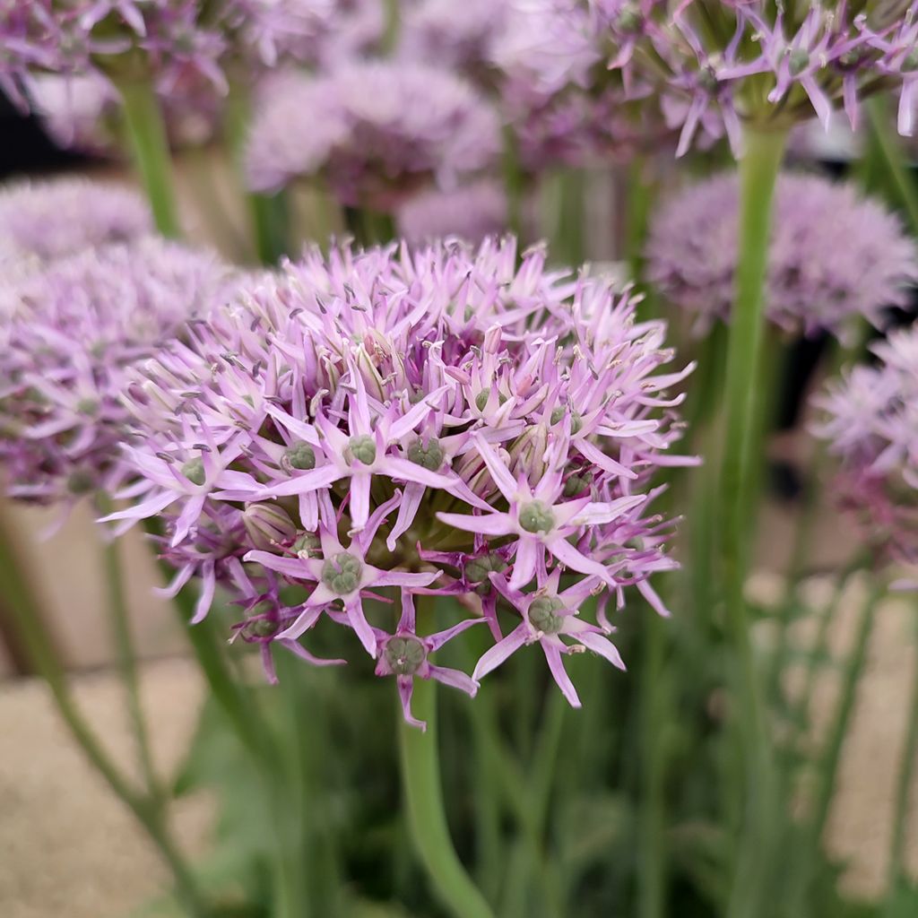 Allium New York - Sierui