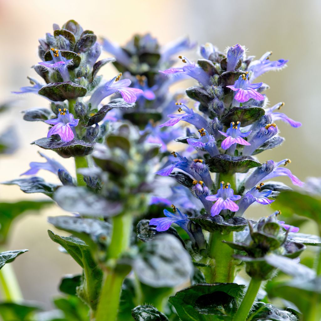 Ajuga pyramidalis Metallica Crispa - Piramidezenegroen