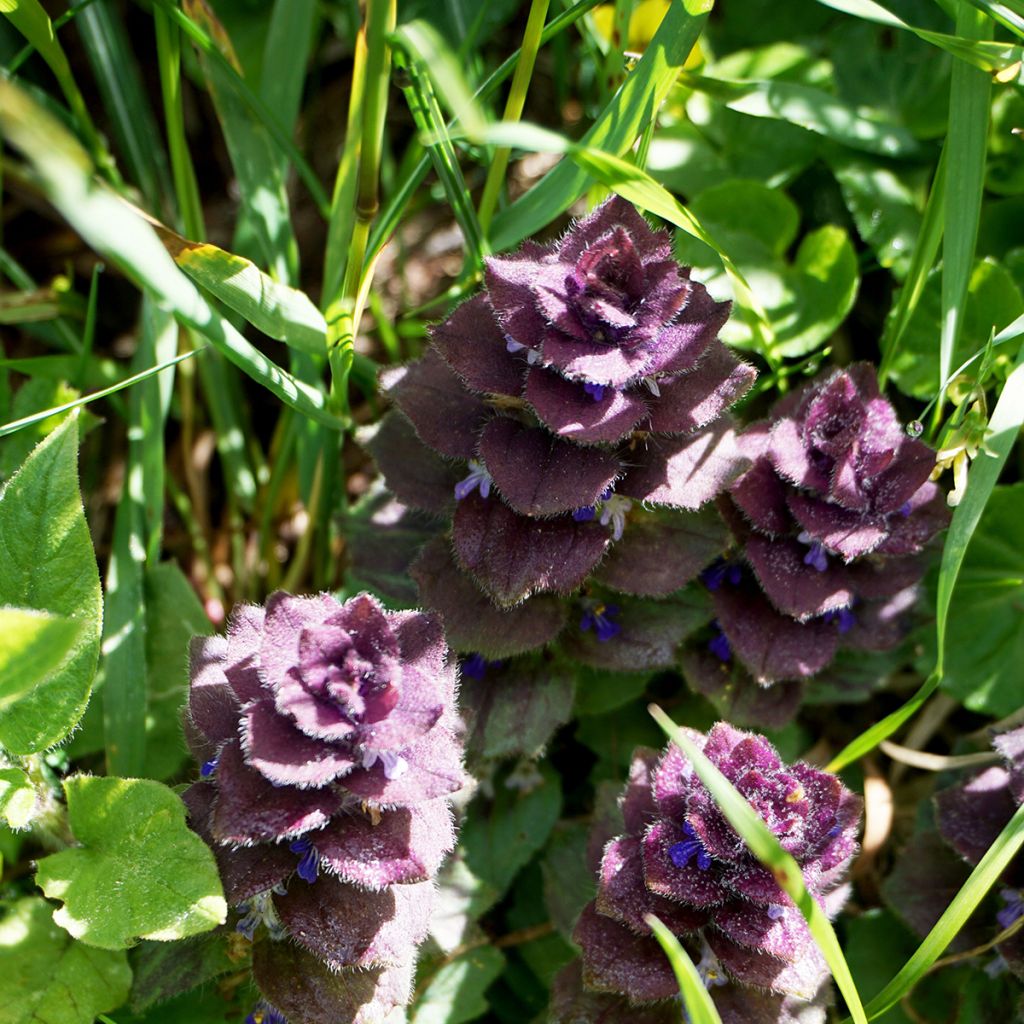 Ajuga pyramidalis - Piramidezenegroen