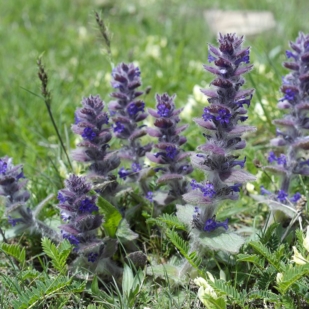 Ajuga pyramidalis - Piramidezenegroen