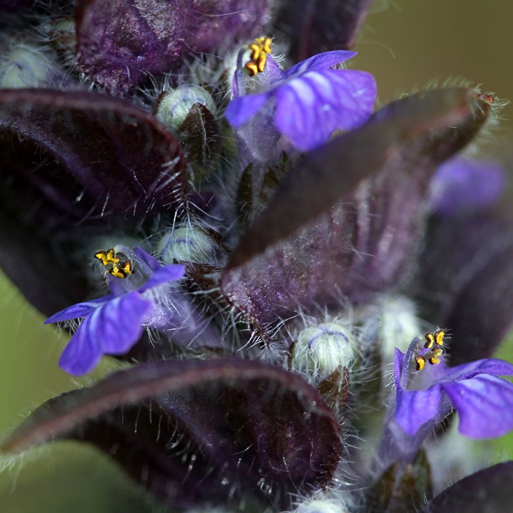 Ajuga pyramidalis - Piramidezenegroen