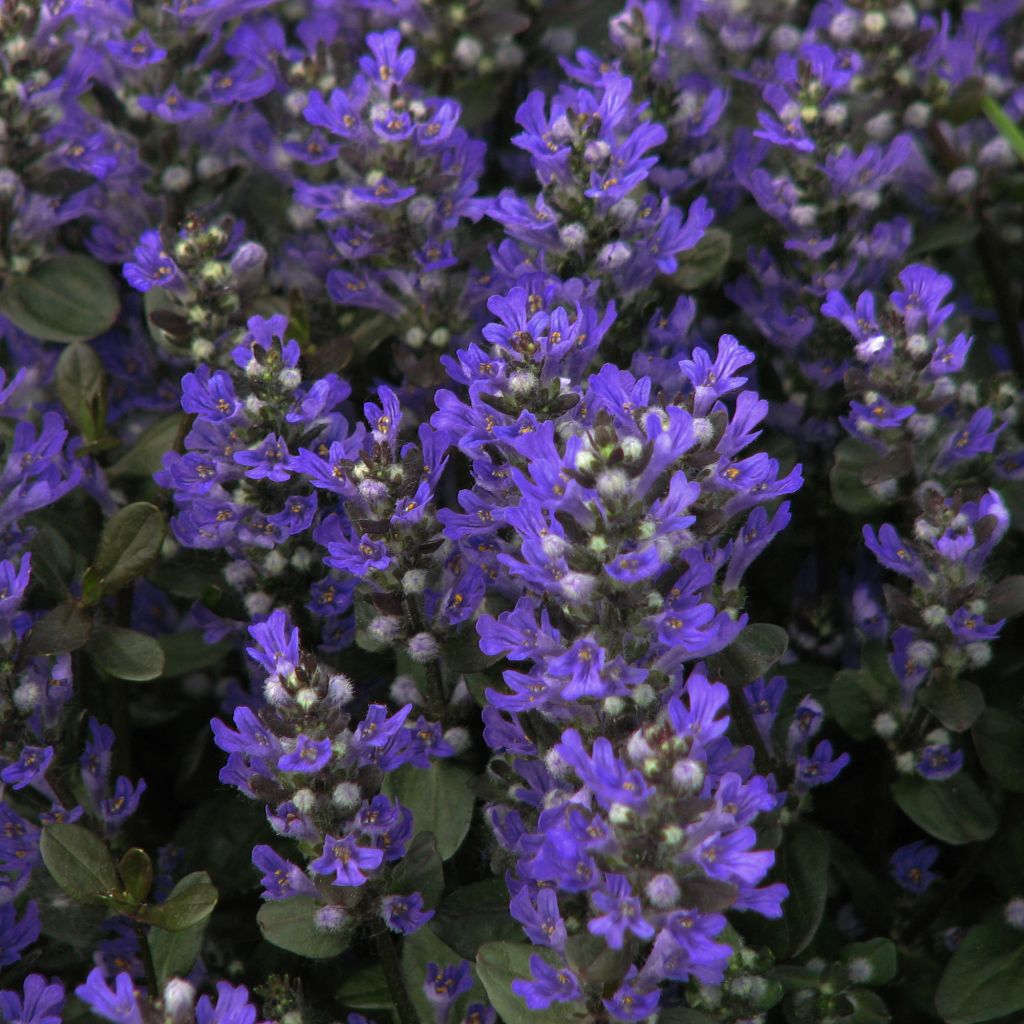 Ajuga reptans Braunherz - Kruipend zenegroen
