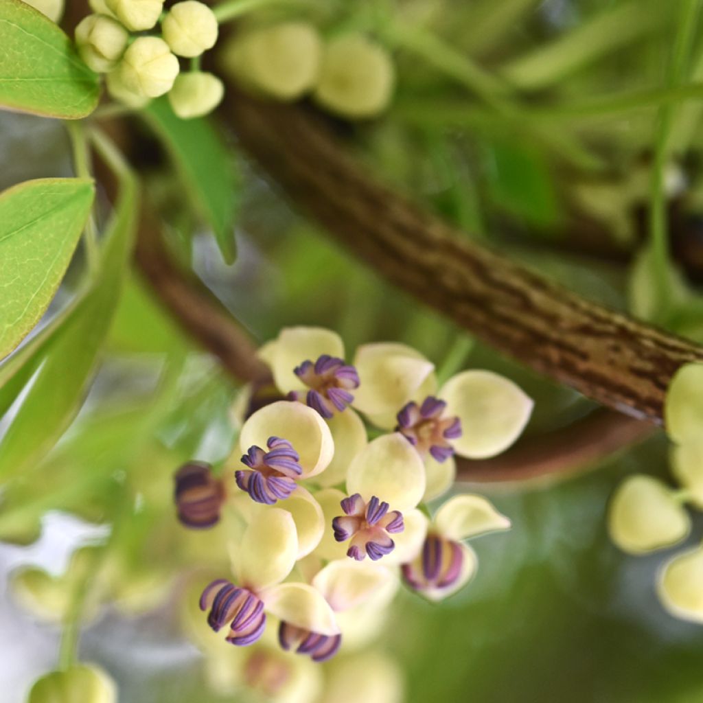 Akebia quinata Cream Form - Schijnaugurk