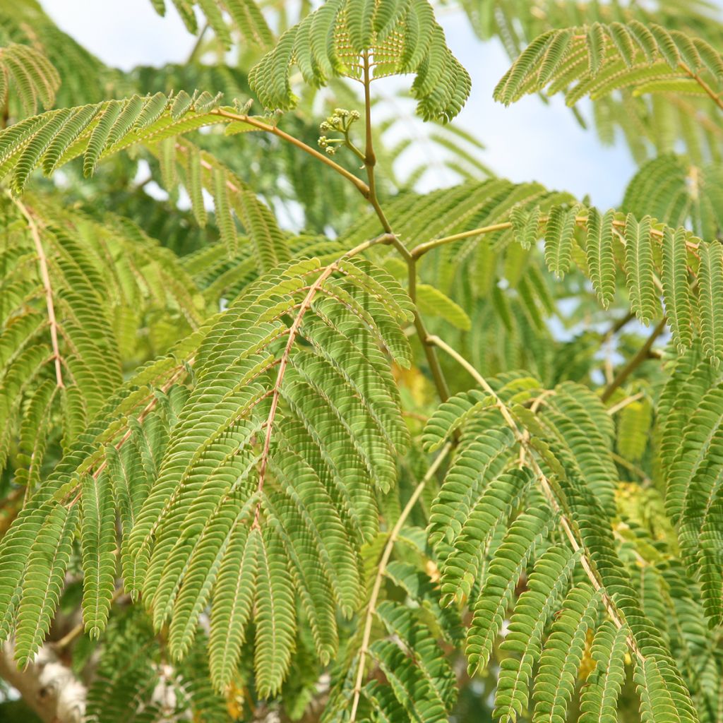 Albizia julibrissin Ernest Wilson - Perzische slaapboom