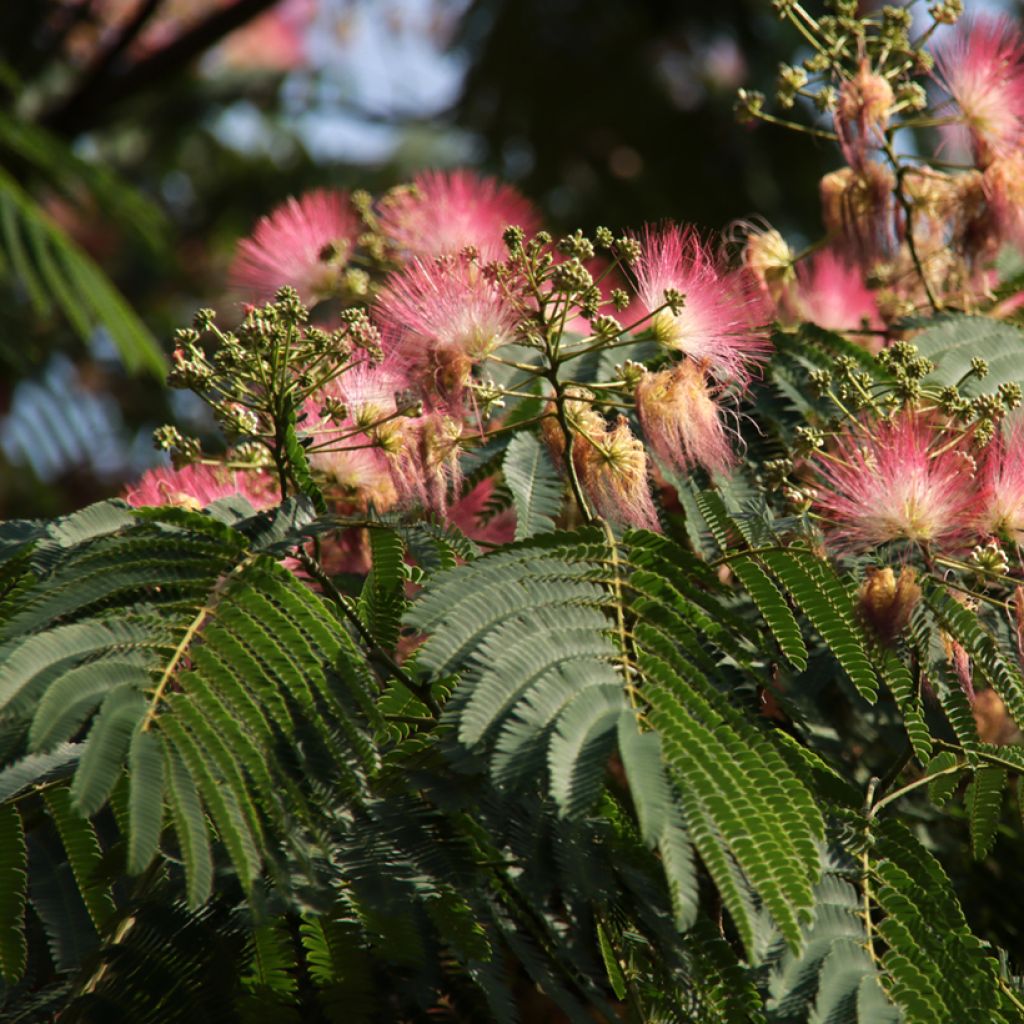 Albizia julibrissin Ombrella - Perzische slaapboom