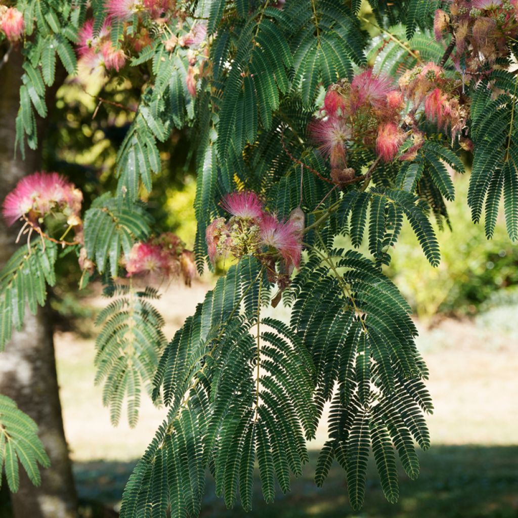 Albizia julibrissin Ombrella - Perzische slaapboom