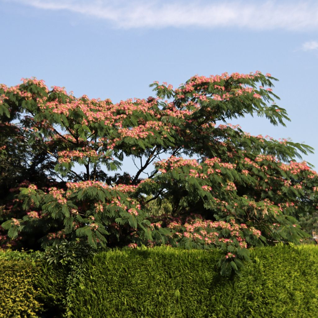 Albizia julibrissin Ombrella - Perzische slaapboom