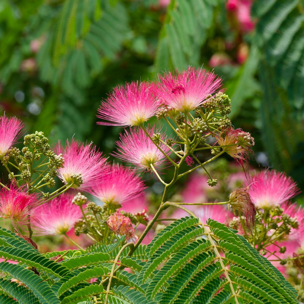 Albizia julibrissin Rosea - Perzische slaapboom