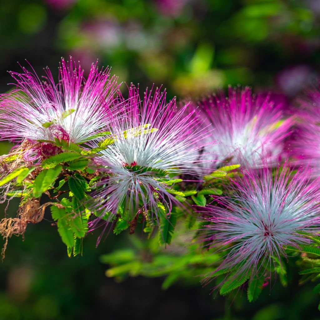 Albizia julibrissin Rosea - Perzische slaapboom