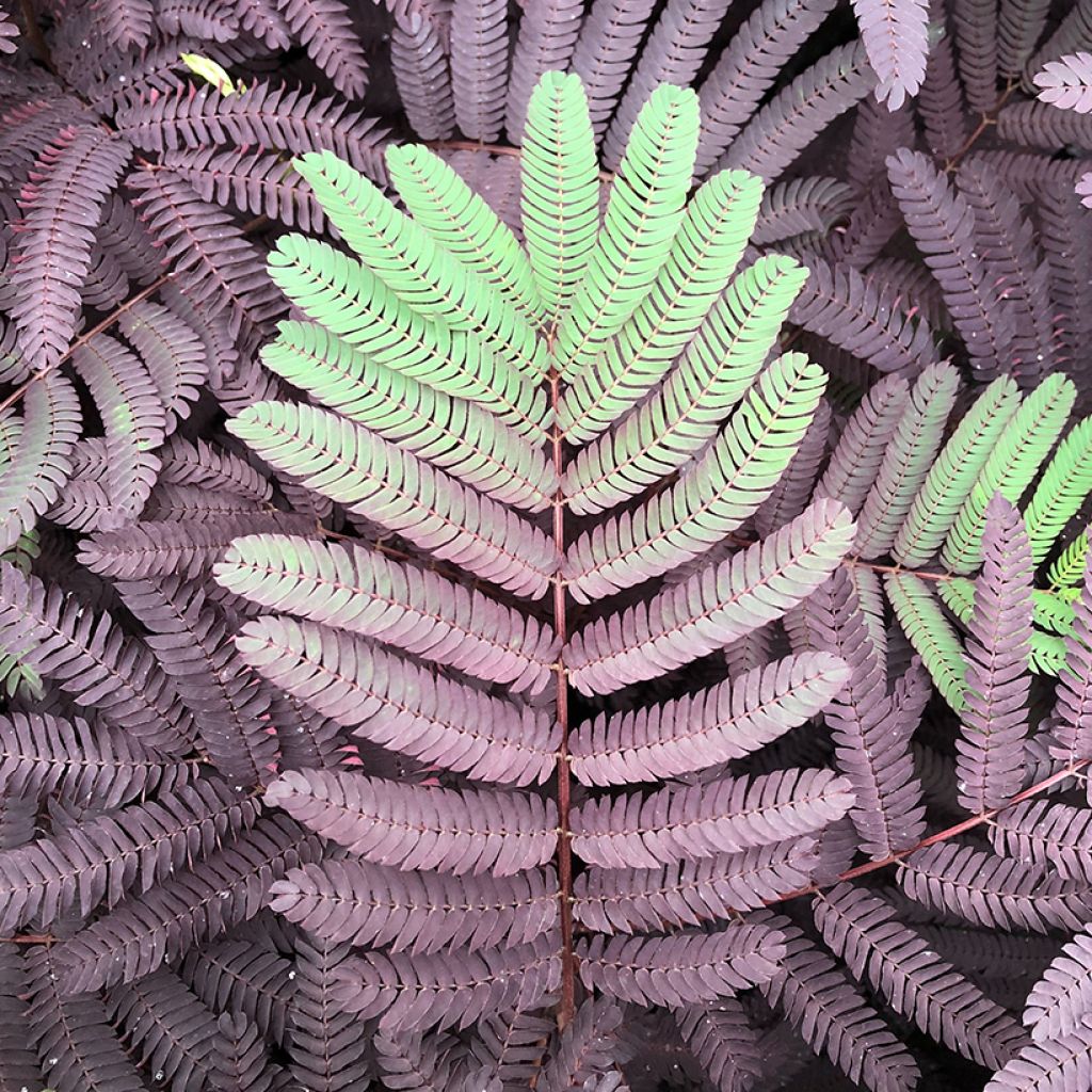 Albizia julibrissin Summer Chocolate - Perzische slaapboom