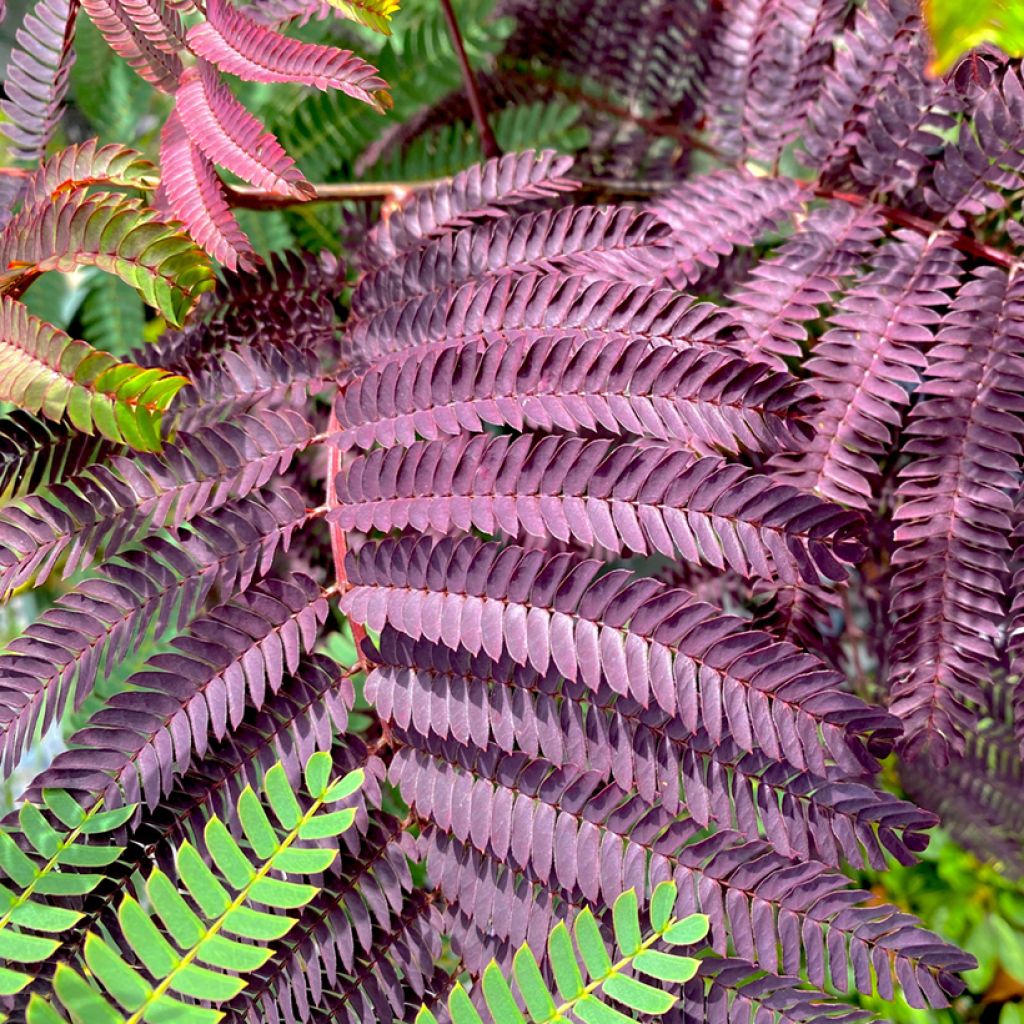 Albizia julibrissin Summer Chocolate - Perzische slaapboom