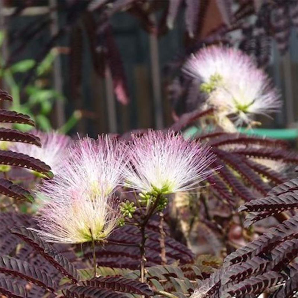 Albizia julibrissin Summer Chocolate - Perzische slaapboom