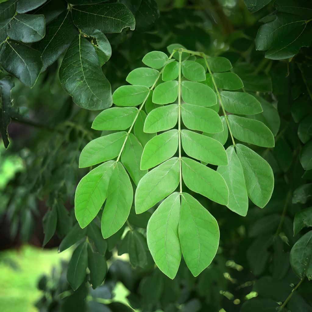 Albizzia saman - Regenboom