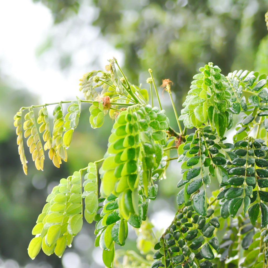 Albizzia saman - Regenboom
