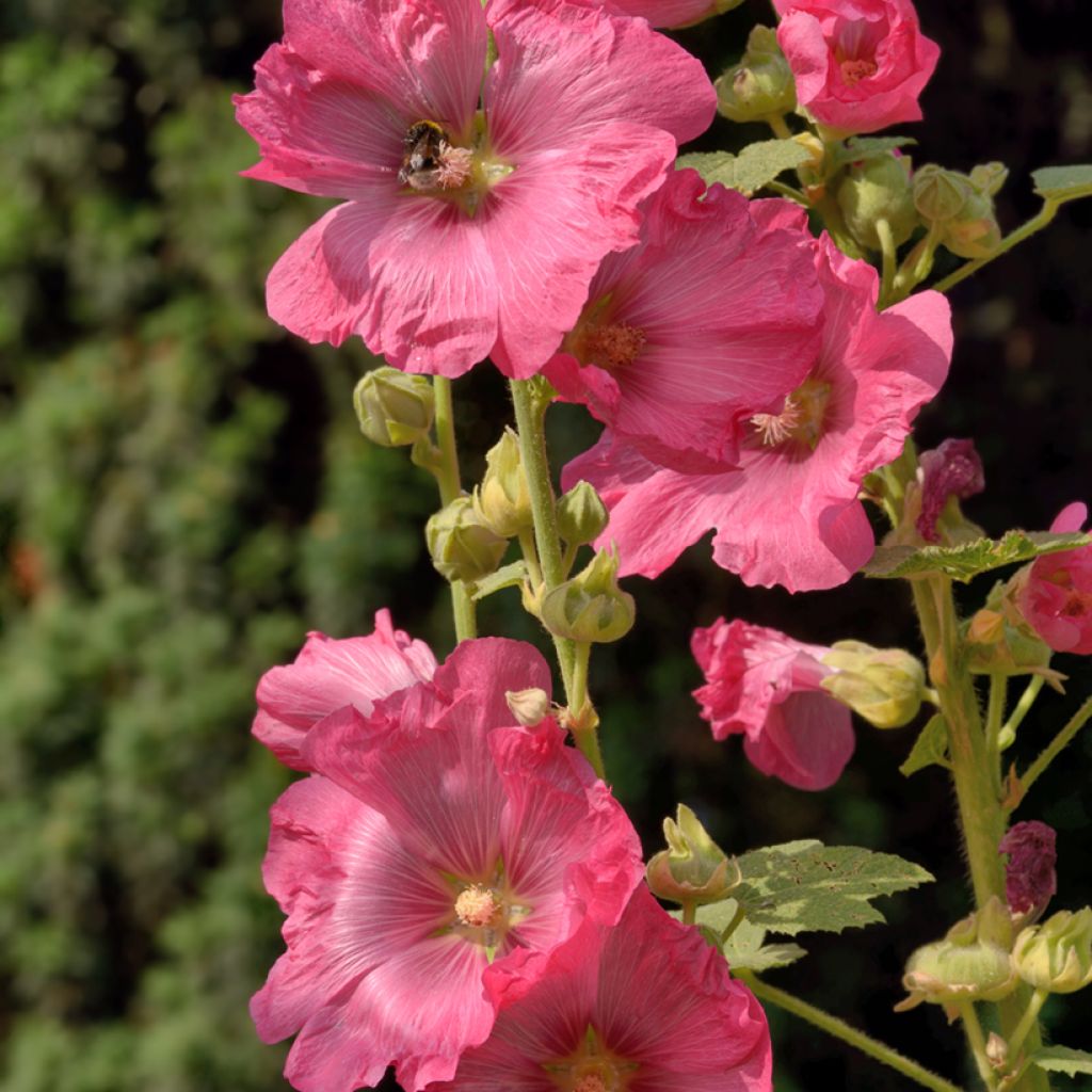 Alcea ficifolia - Vijgbladige stokroos