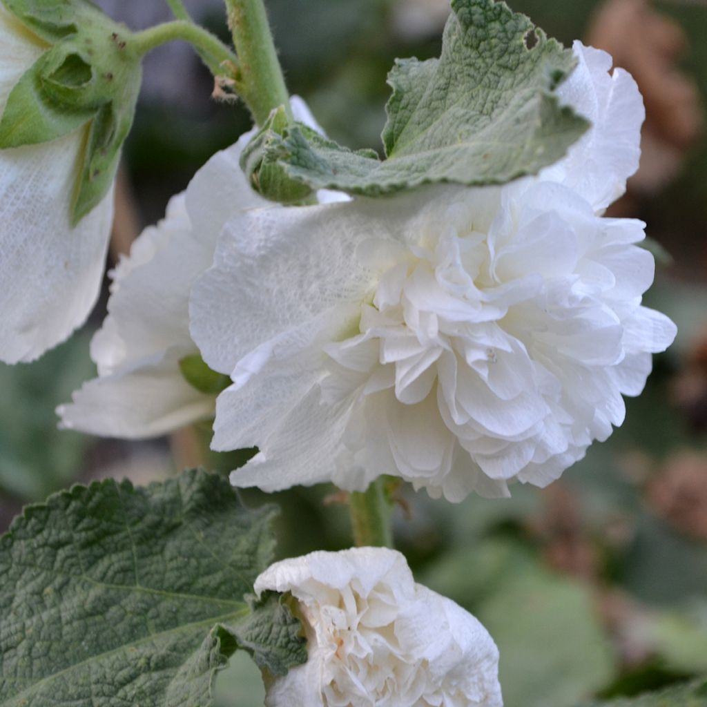 Alcea rosea Chaters Double - Stokroos dubbel wit