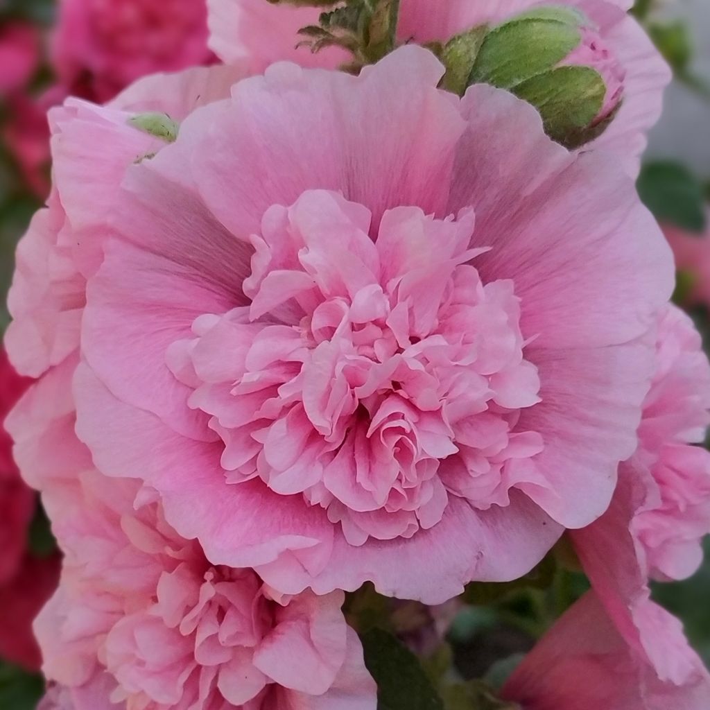 Alcea rosea Appleblossom (zaad) - Stokroos