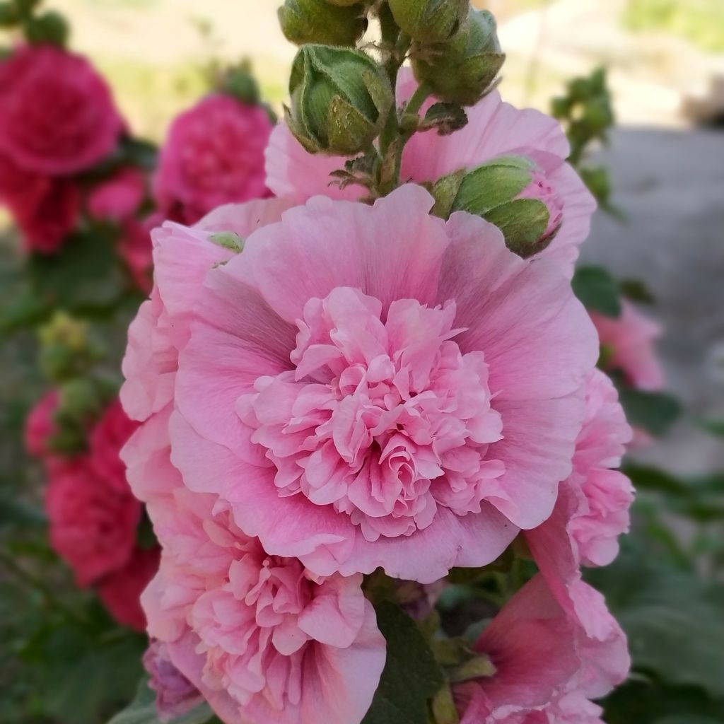 Alcea rosea Chaters Double Pink  - Stokroos roze