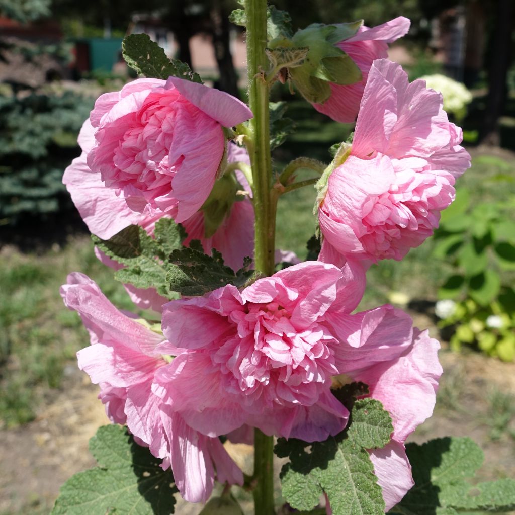 Alcea rosea Chaters Double Pink  - Stokroos roze